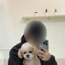 몽실몽실 애견미용 이미지