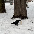 강남-071 | [훗카이도 삿포로] 비에이투어 내돈내산 후기(크리스마스 트리, 비에이역, 흰수염 폭포, 탁신관 자작...