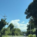 트리머펫 이미지