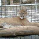 푸마농장 이미지