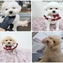 도그미뇽 이미지