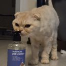 순한고양이 | 순한 강아지샴푸 고양이샴푸 추천 얼굴 발까지 저자극 애견샴푸 마음더 비건 펫샴푸 후기