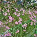 다목초등학교 이미지