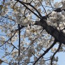 공단로가로수 이미지