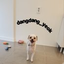 애견미용실 이미지