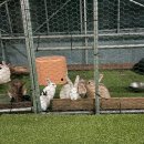 삐삐키즈풀빌라 이미지