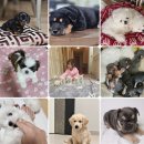 원주브리딩 | 원주강아지교배여주애견출장 진행과정에 대해