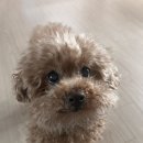 밴스동물병원 이미지