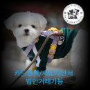 대구 펫 택시 이미지