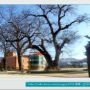 장계초등학교 이미지