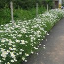 데이지프로젝트