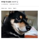 닥터훈트 네이버블로그