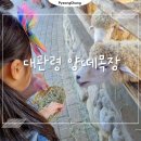 양산면민회관 | 강원도 아이와 가볼만한곳 평창 대관령양떼목장 체험 9월 날씨