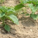 재복농장 이미지