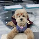 멍냥하숙집 이미지