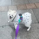 오늘뿐이개 이미지