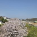 추읍산개군 양평해장국 과천본점 | 양평군 개군면 공세리 동동카누장 앞 벛꽃이 예뻐요(양평읍 원덕 1 리 원덕초등학교앞) 벚꽃이 예쁜 곳...