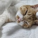 영서도시락 이미지