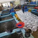 수협민물장어직판장 이미지