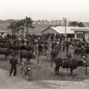 수원-1970 이미지