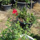 미운오리농장 이미지