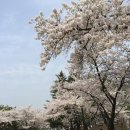 푸른영대식당 | 대구근교 경산 벚꽃 명소, 영대 벚꽃 축제 방문 후기
