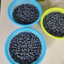 백마 농장2 이미지