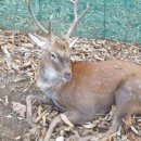 야생사슴농장 이미지