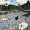 충원대로 L | 충주 카이로스 캠핑장에 다녀온 리얼 후기