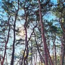 원주굽이길 1코스 배부른산길 이미지