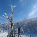 제2회 1월정기산행(영주) 소백산 .눈길산행 이미지