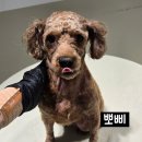 뽀삐 이미지