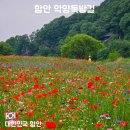수채화 | 5월 경남 꽃 여행 추천｜함안 악양둑방길 수레국화 명소 정리