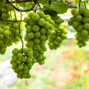 한송농장 이미지