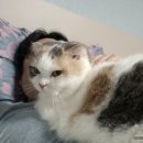 냥이파파 이미지