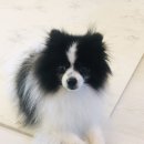 바둑이펫 이미지