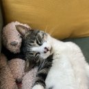 어썸라이즈