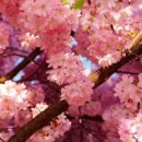 봄을 그리며 이미지