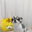 털뭉치이발소 이미지