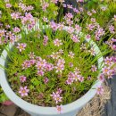 하모리-15 이미지