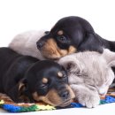 위드 동물병원 이미지