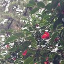 동백섬의 일출 | [부산] 2026, 부산 … 5. 해운대 동백섬