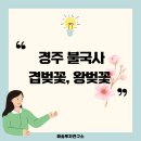불국로(남) | 겹벚꽃, 왕벚꽃 명소 경주 불국사 후기(주차, 개화시기 등)