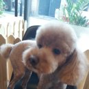 봉구애견미용샵 이미지