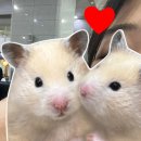 교통대 하나로마트 앞(사과모양 버스정류소) | 7월 한여름의 경주 2박 3일_캔싱턴 리조트, 캘리포니아 비치, 황리단길, 황리단길 무료 짐 보관소!