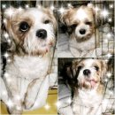 비담(비주얼 담당) 이미지