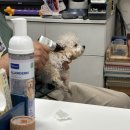 쿨펫이마트 목동점 동물병원 이미지