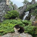 디디에퍼피 이미지