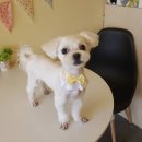 개 웃는날 이미지