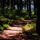 숲속으로 이미지